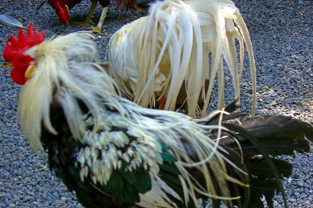 伊勢神宮内宮の神鶏 伊勢神宮へ行こう