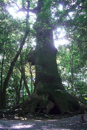 伊勢神宮外宮の巨木と秘密のパワースポット４ 伊勢神宮へ行こう